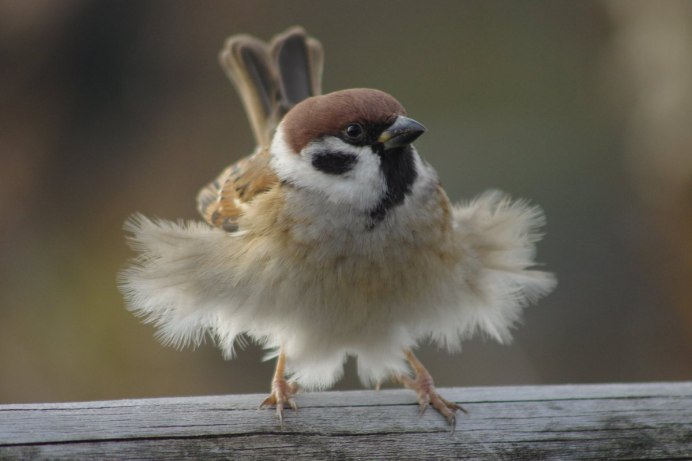 Маленький Воробей