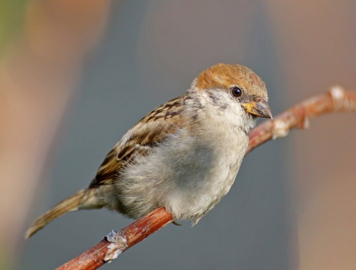 Цыпленок воробья