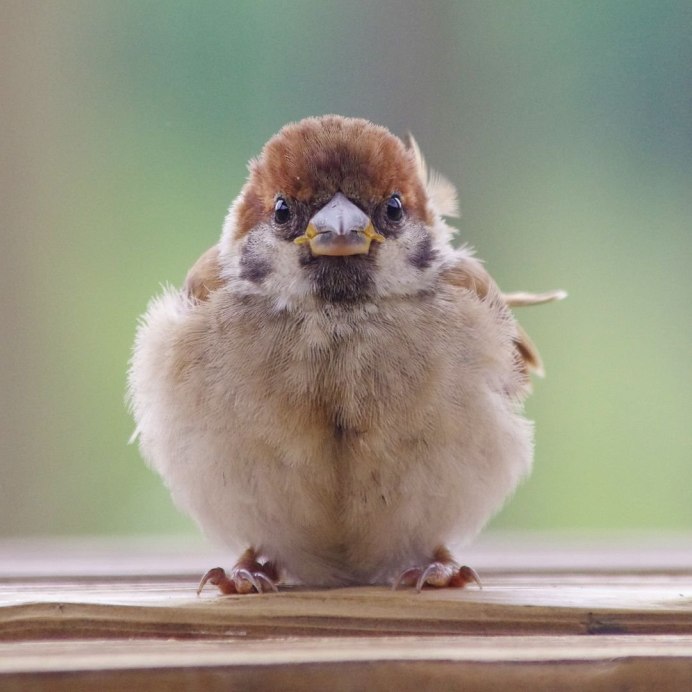 Злой Воробей