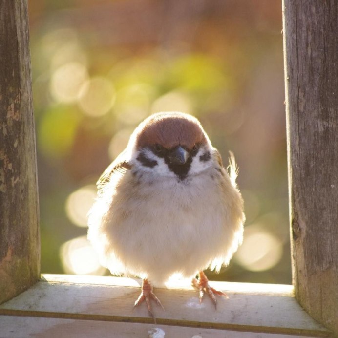 Семья Воробьев птиц