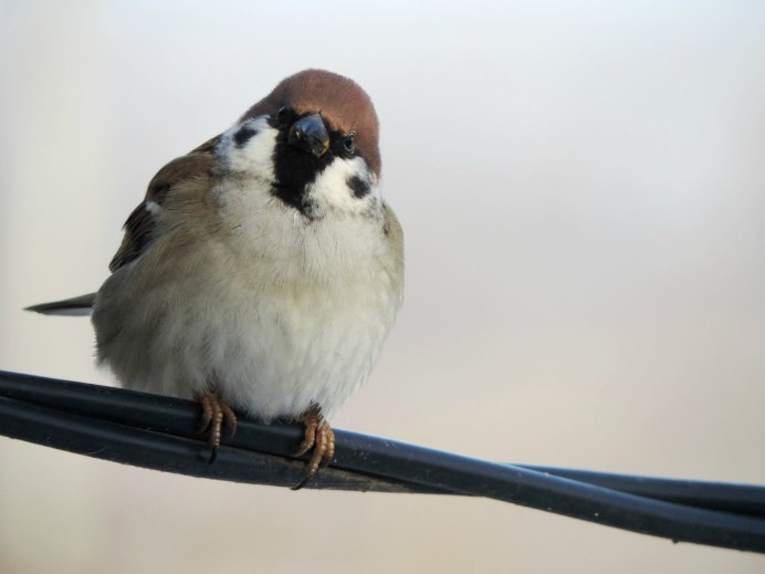 Пушистый Воробей