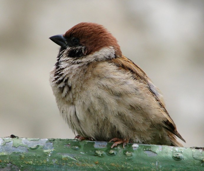 Смешной Воробей