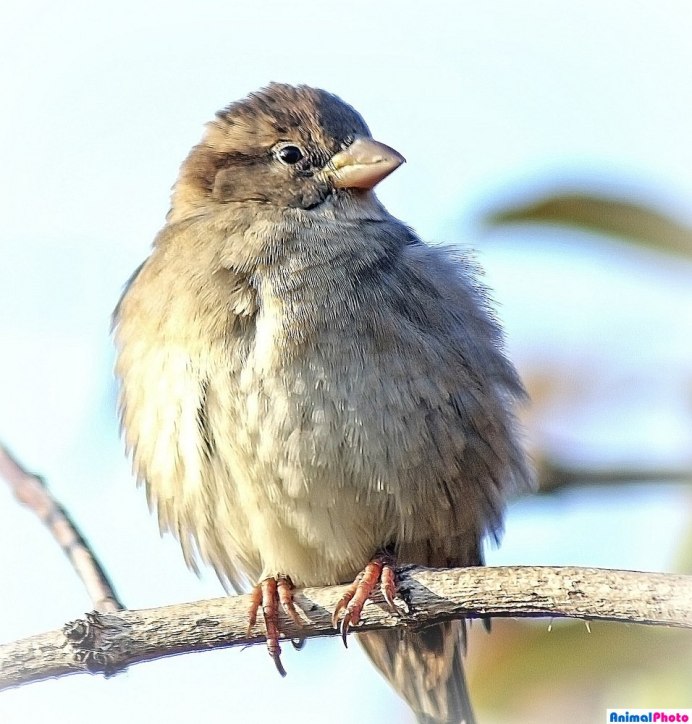 Домовый Воробей