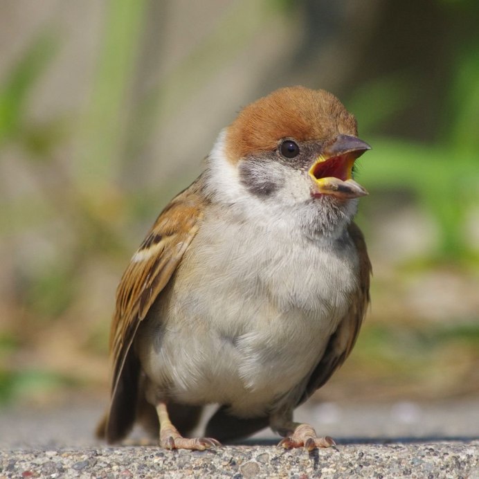 Два воробья