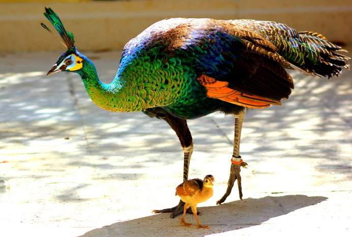 Павлины самка Peacock