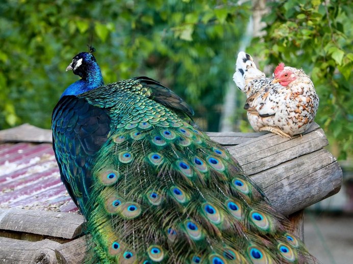 Павлин (Pavo cristatus)
