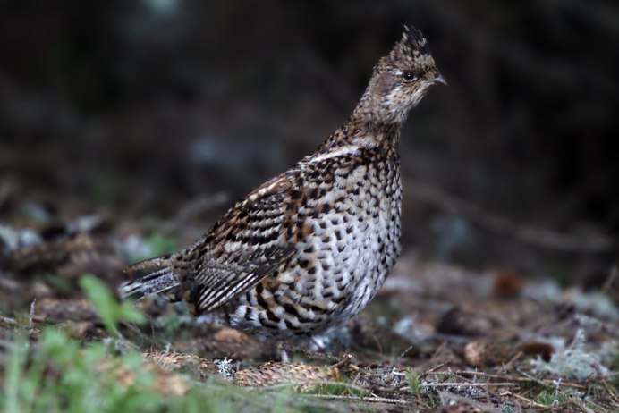Семейства Тетеревиные Tetraonidae