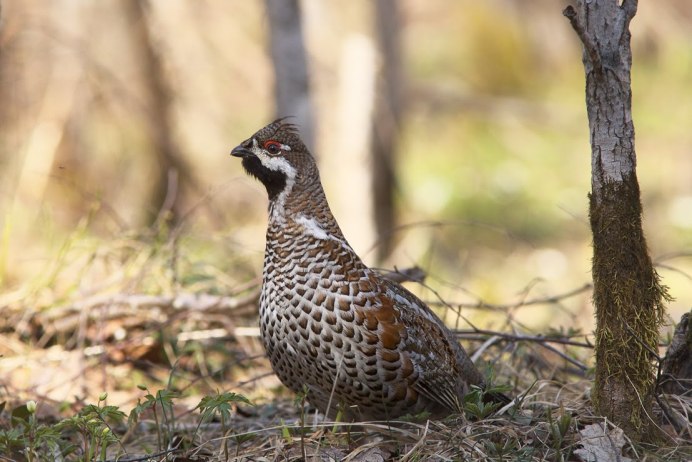 Серая куропатка (Perdix Perdix)