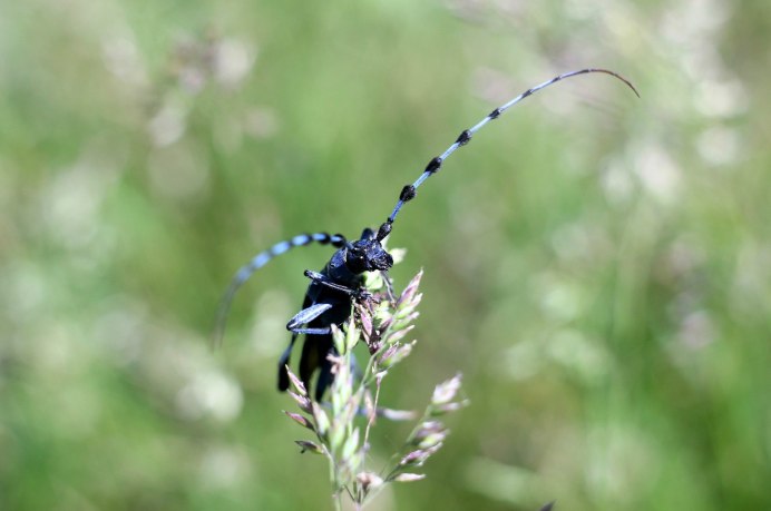 Жук Agapanthia violacea