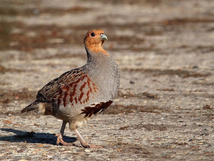 Куропатка домашняя