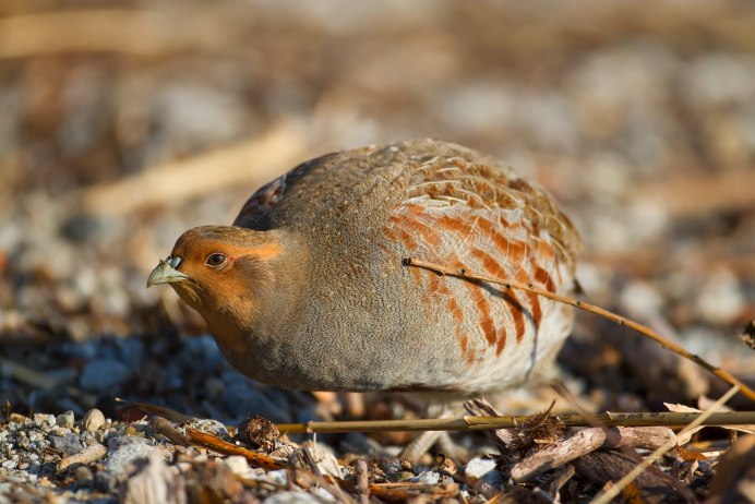 Торлаа куропатка