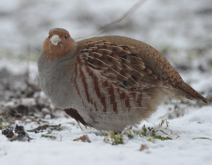 Болотная куропатка