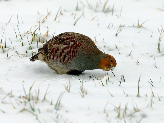 Птица серая куропатка