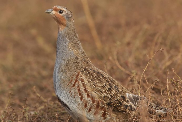 Серая куропатка зимой
