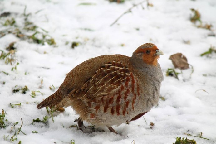 Серая куропатка (Perdix Perdix)