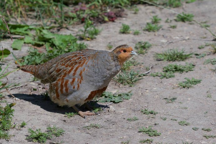 Краснохохлая куропатка