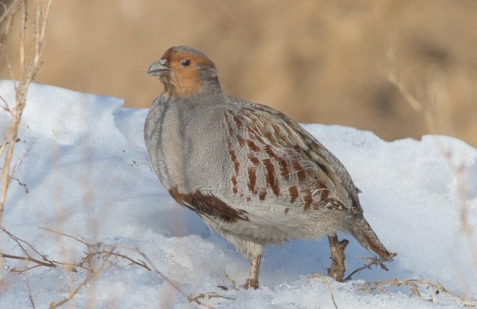 Птица серая куропатка