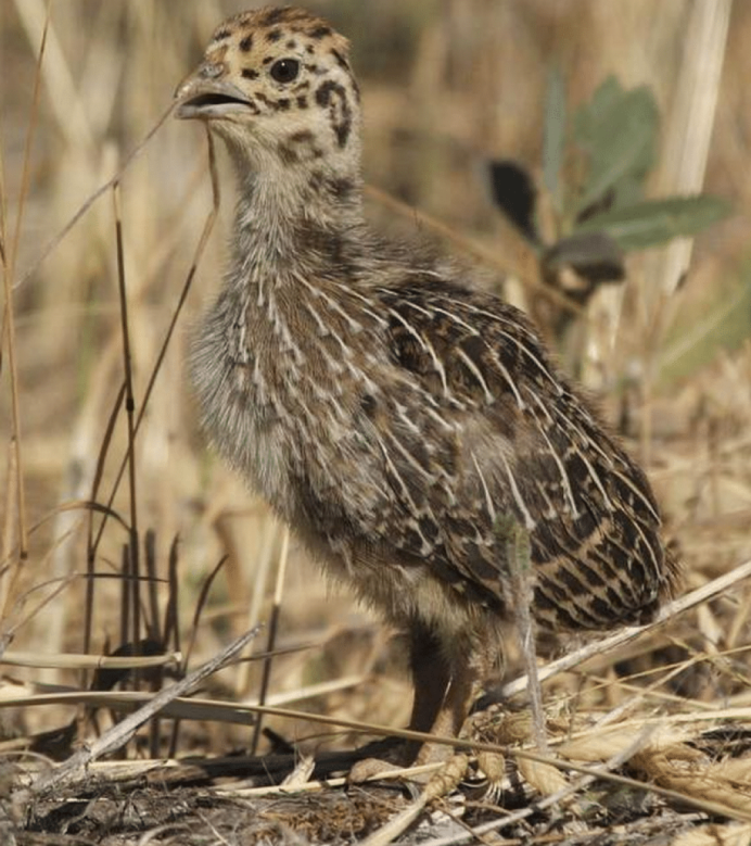 Степная куропатка
