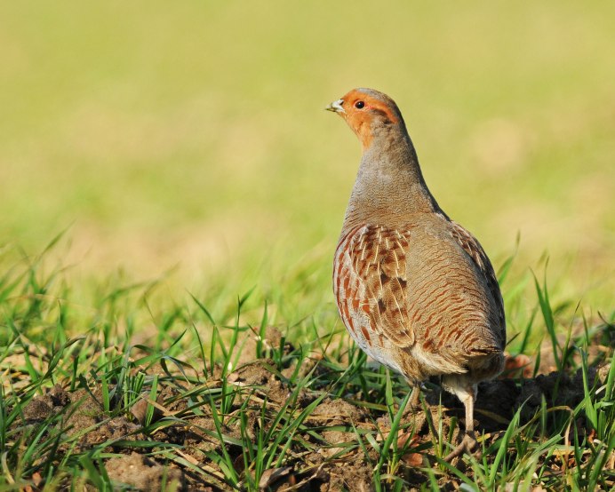 Серая куропатка (Perdix Perdix)