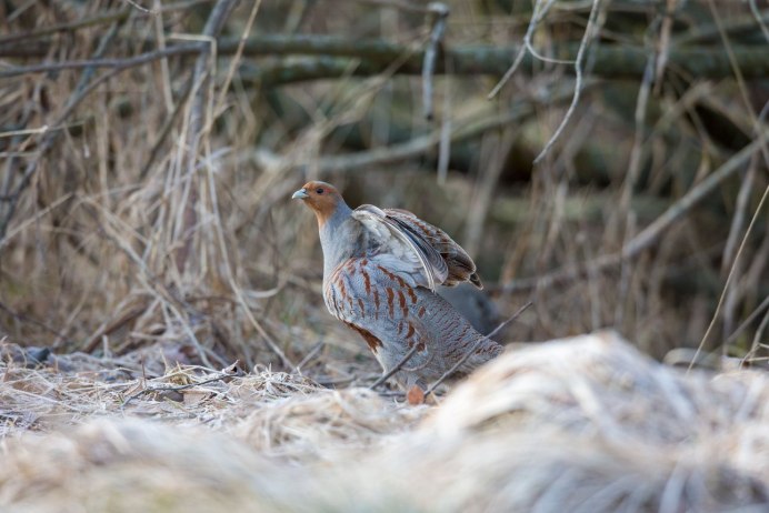 Белая куропатка - lagopus lagopus