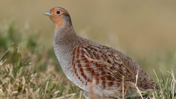 Серая куропатка (Perdix Perdix)