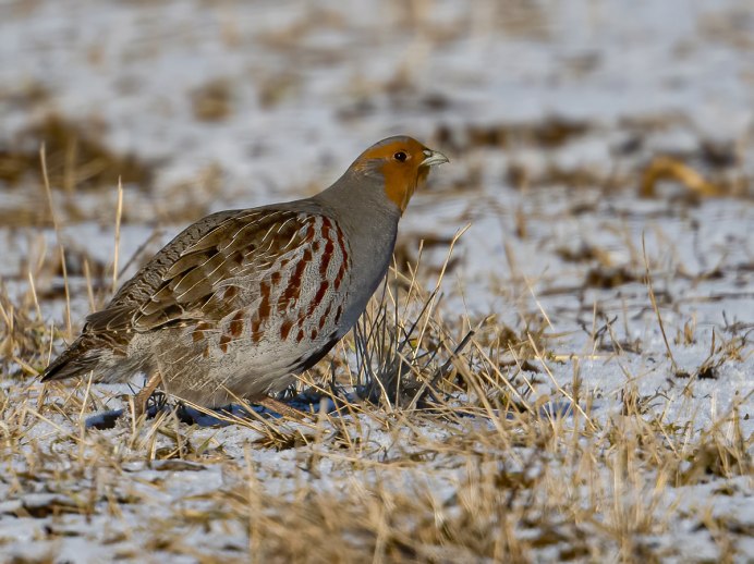 Серая куропатка (Perdix Perdix)