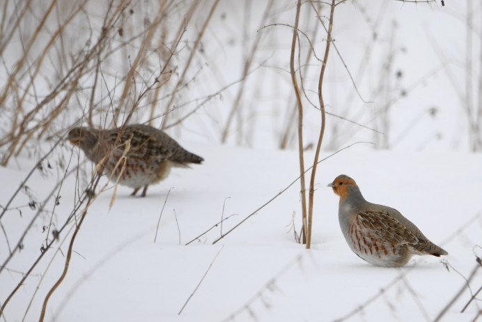 Полярная куропатка