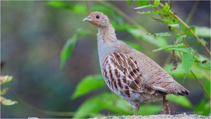 Куропатка Сибирская