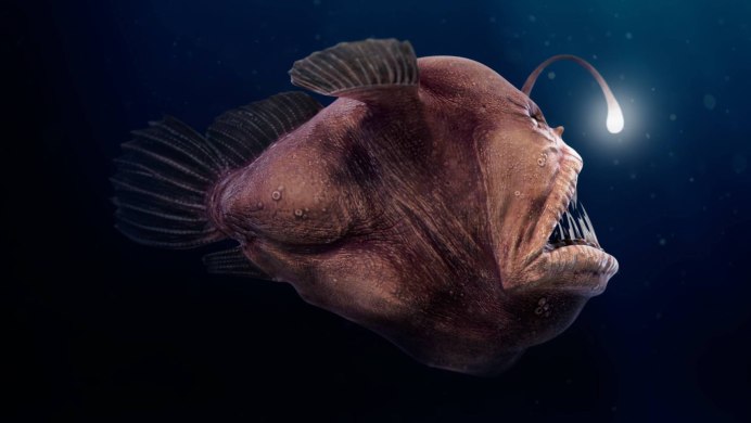Европейский удильщик морской чёрт