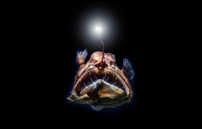 Глубоководная донная морская рыба