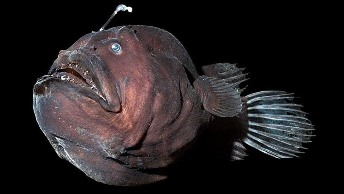 Морской чёрт удильщик