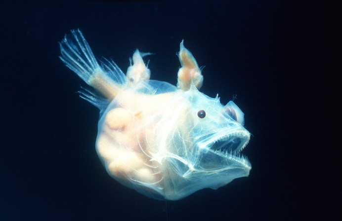 Удильщик мешкорот