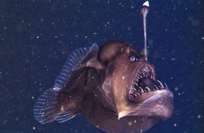 Chaenophryne longiceps