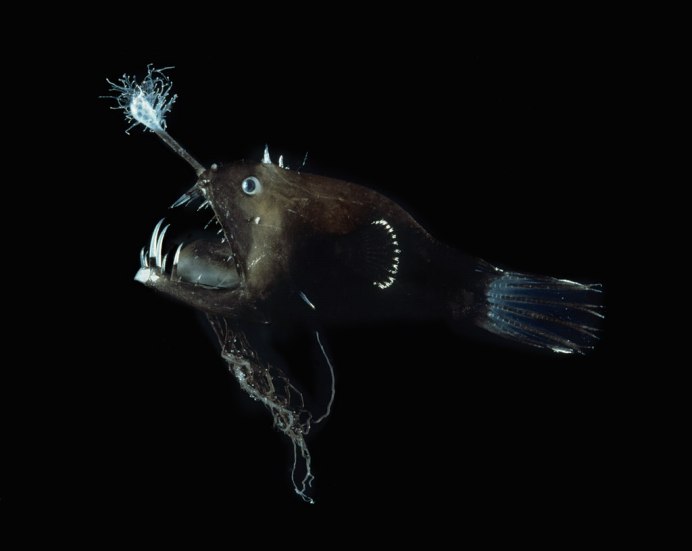 Морской удильщик
