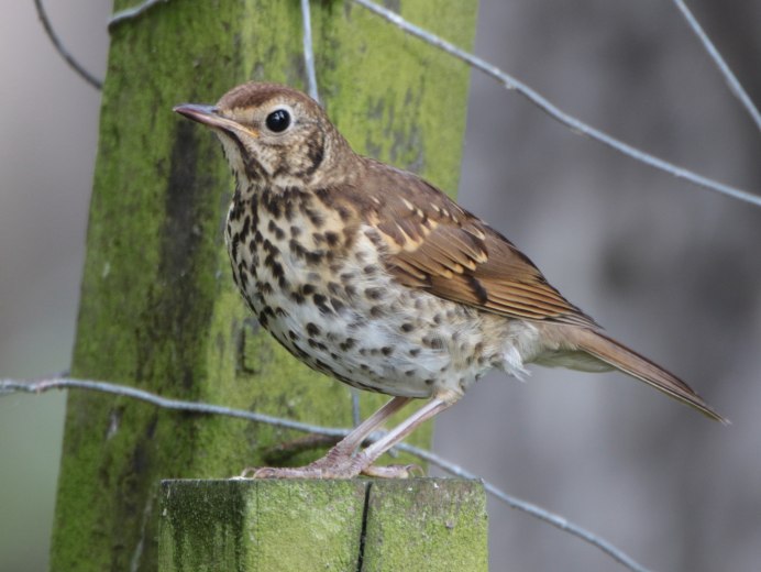 Дрозд певчий птица