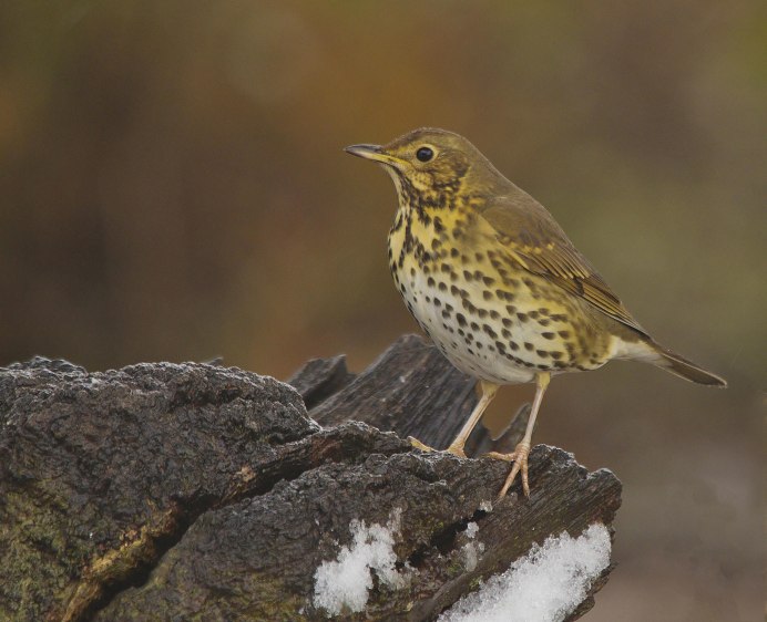 Коричневая птица с белыми пятнами