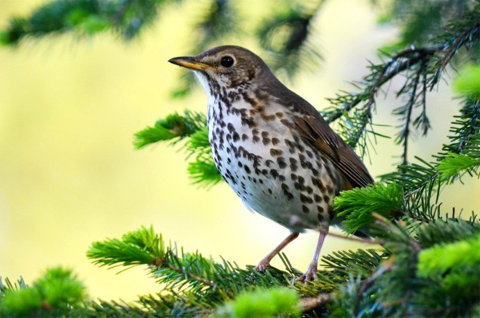 Дрозд деряба птица