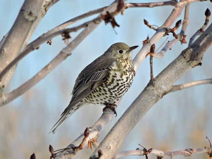 Серый певчий Дрозд