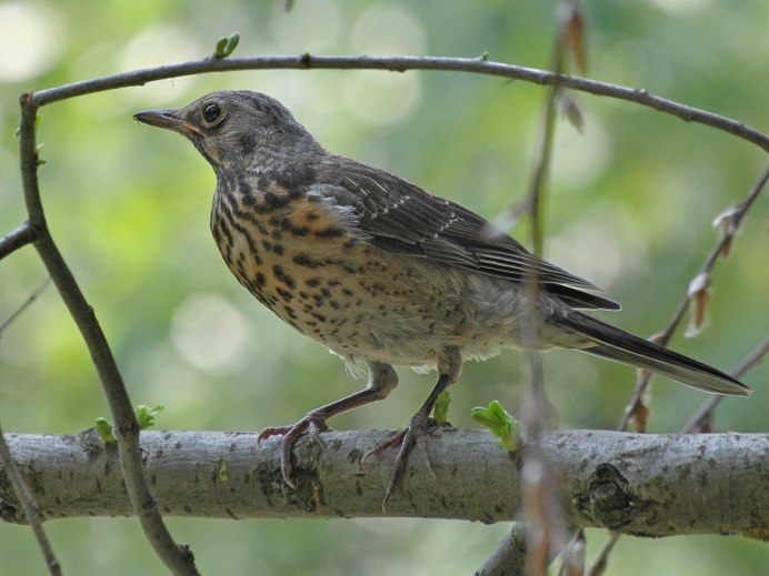 Певчий Дрозд рябинник