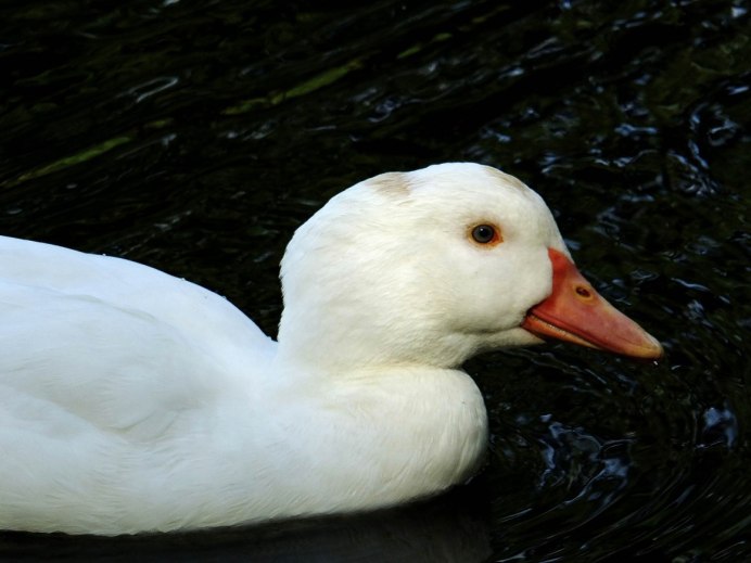 Белые утки Дикие