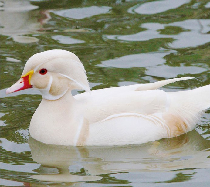 Утка породы Московская белая