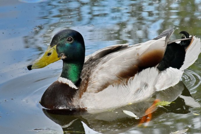 Утка хохлатая пеганка