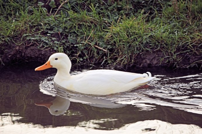 Утка кряква белая