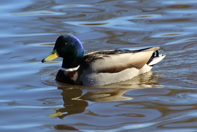 Белая кряква утка Дикая