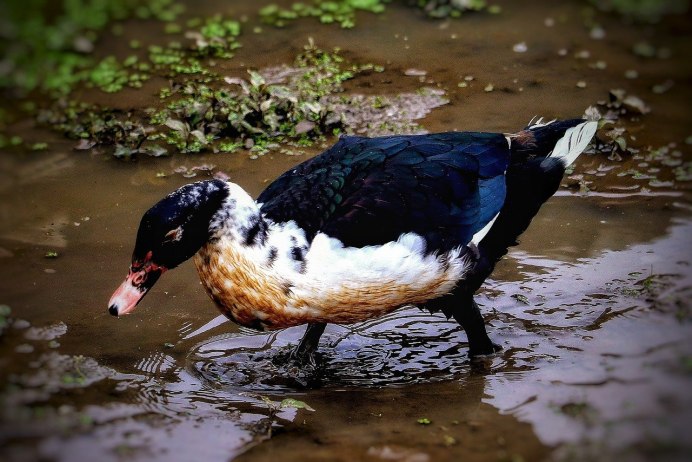 Плавающие птицы