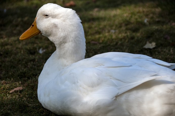 Белая Дикая кряква