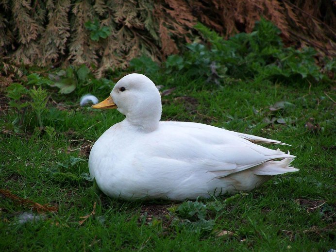 Утка кряква белая