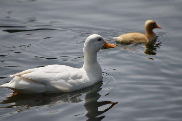 Белая Московская порода уток