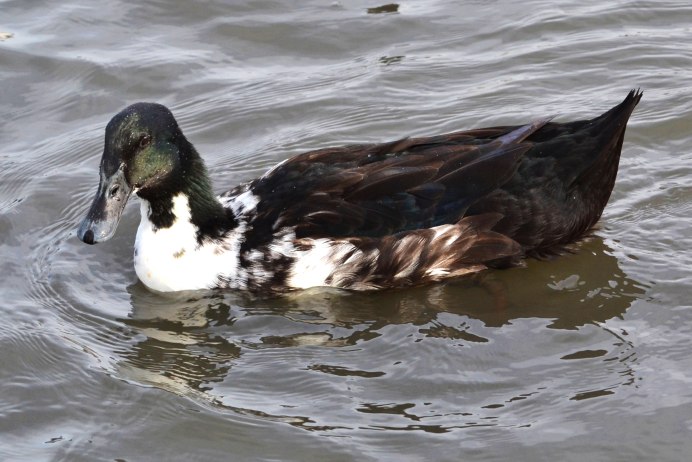 Утка альбинос