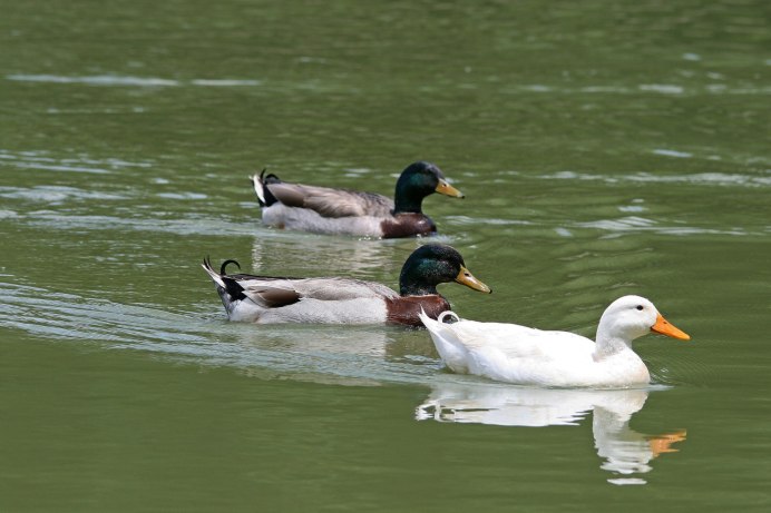 Белая Дикая кряква